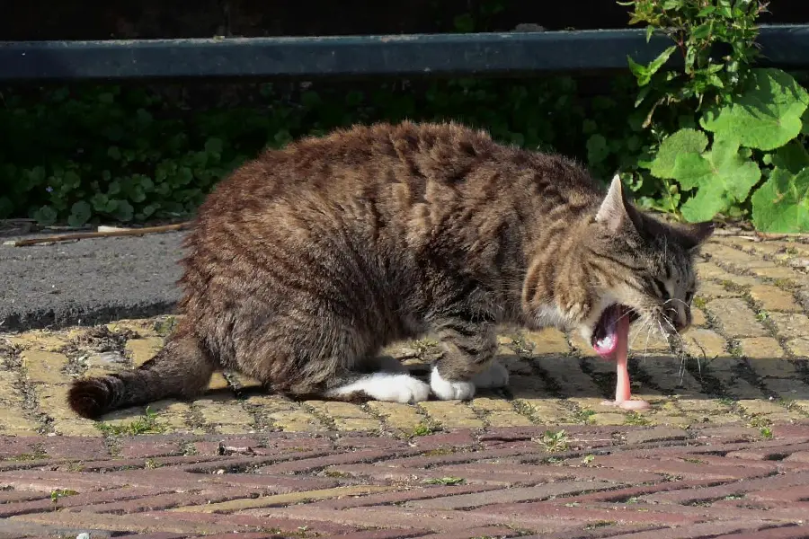 Cat vomit