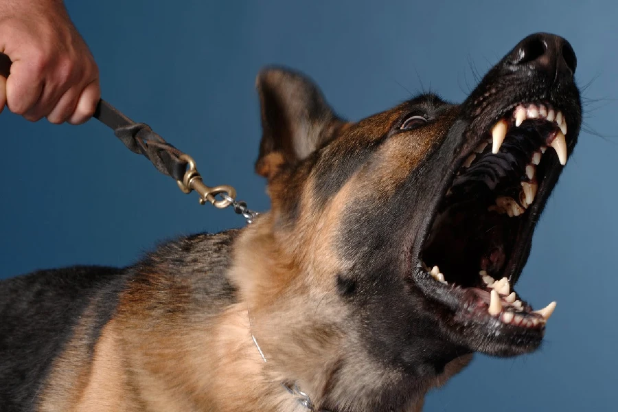 Cynophobia