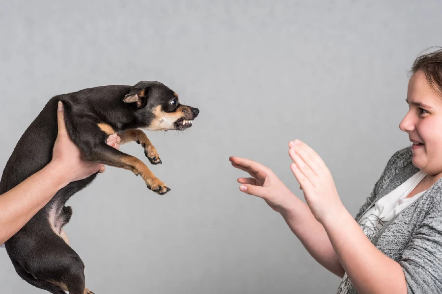 Cynophobia