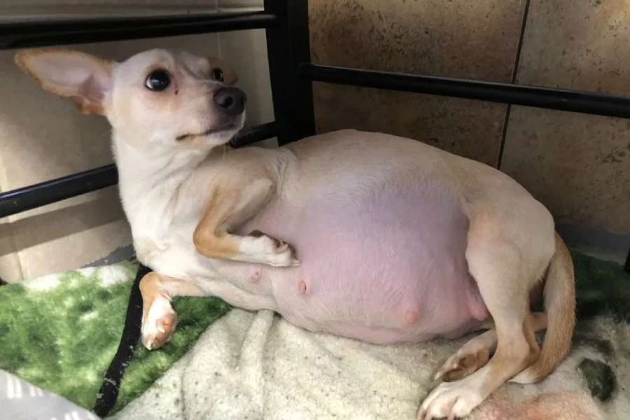 Dog pregnancy