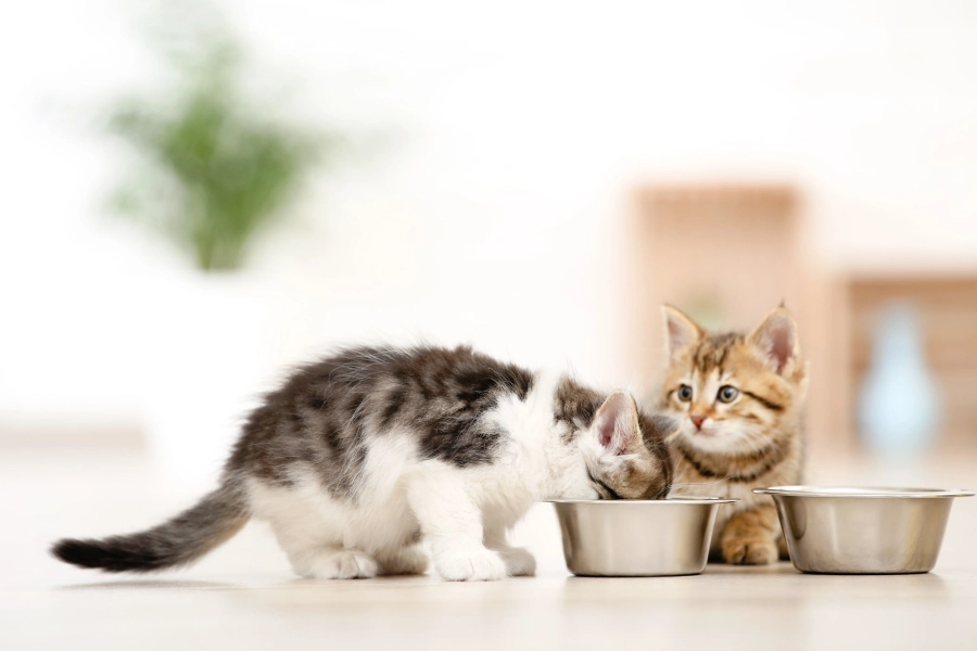 چگونه به بچه گربه غذا بدهیم؟
