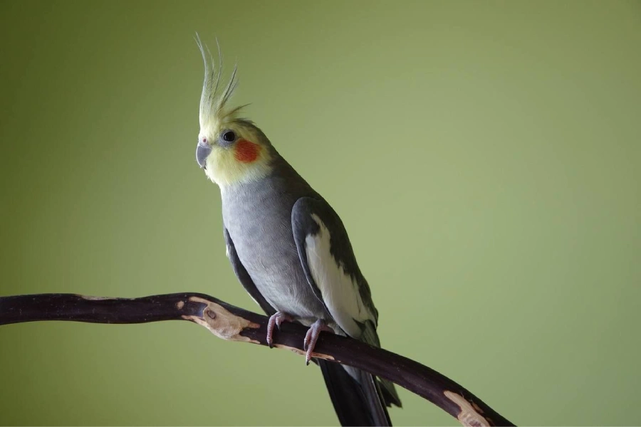 آسم در عروس هلندی